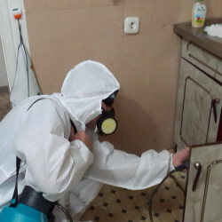 Дезинфекция от муравьев в квартире в Рощино